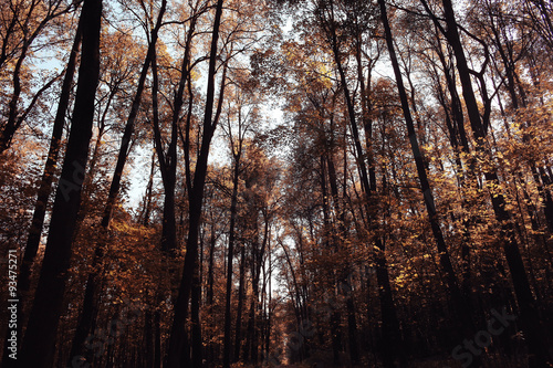 Landscape autumn in a golden forest