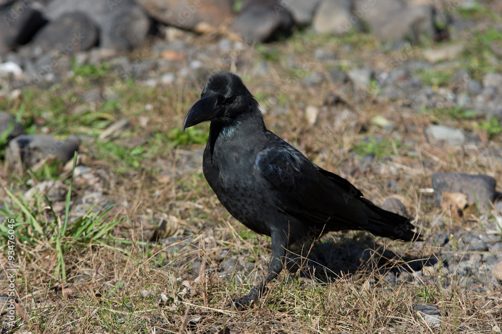 Obraz premium Ворон