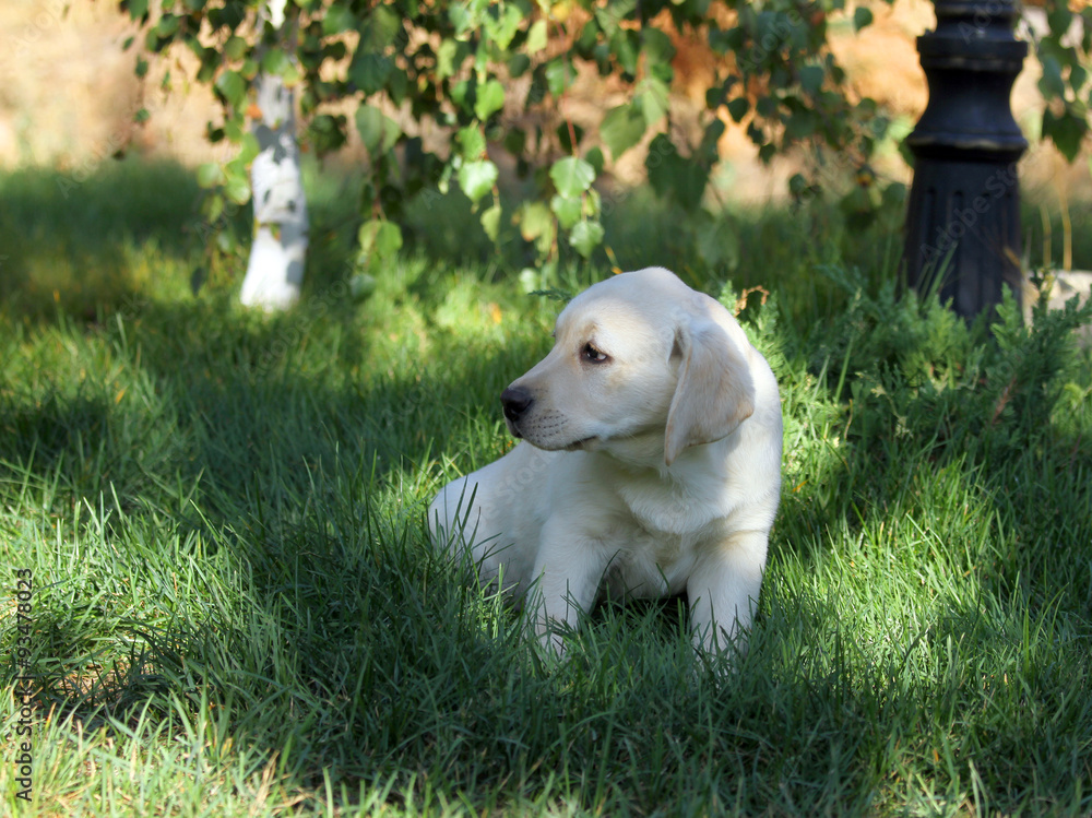 the nice yellow labrador puppy in green grass the nice yellow labrador puppy in green grass