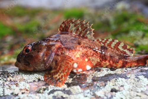 scorpion fish