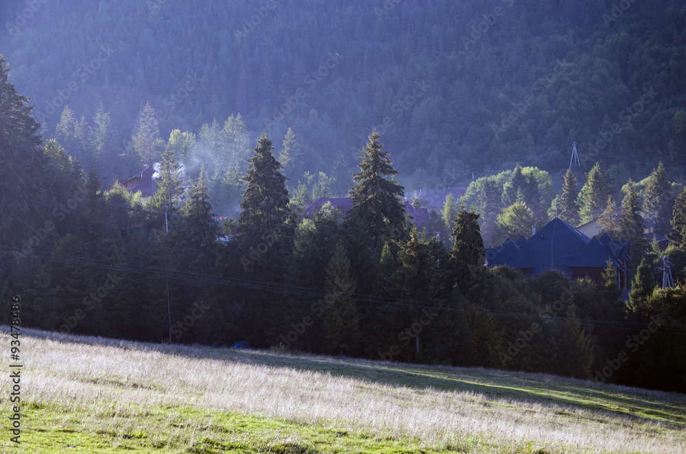 Obraz premium forest