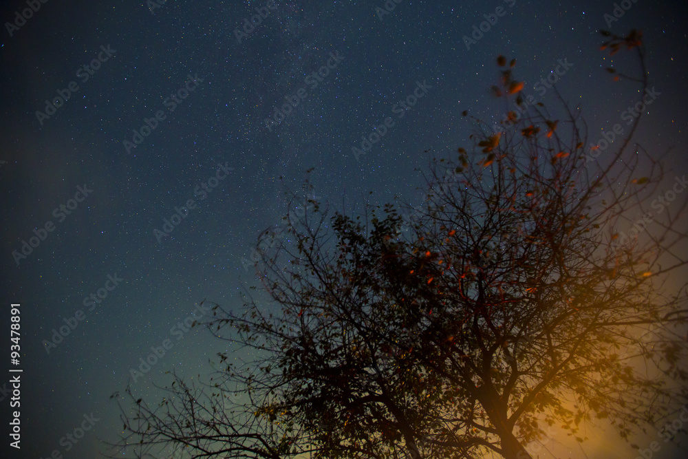 tree under a starry sky tree under a starry sky