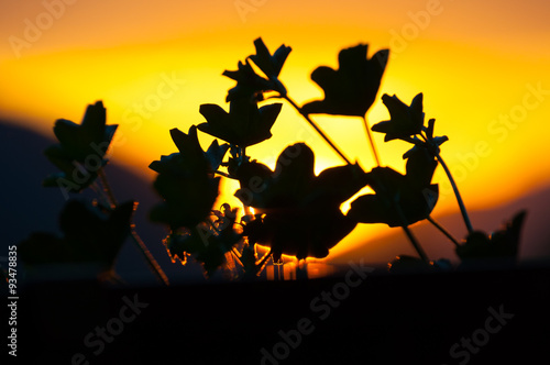 silhouette of leaves in foreground with splendid color effects at dawn