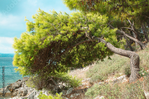 Pine and Sea  Corfu  Greece