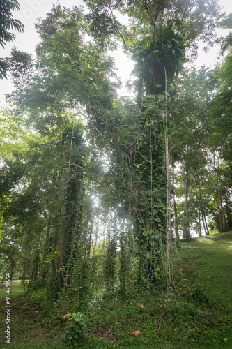 Vine plant and tree