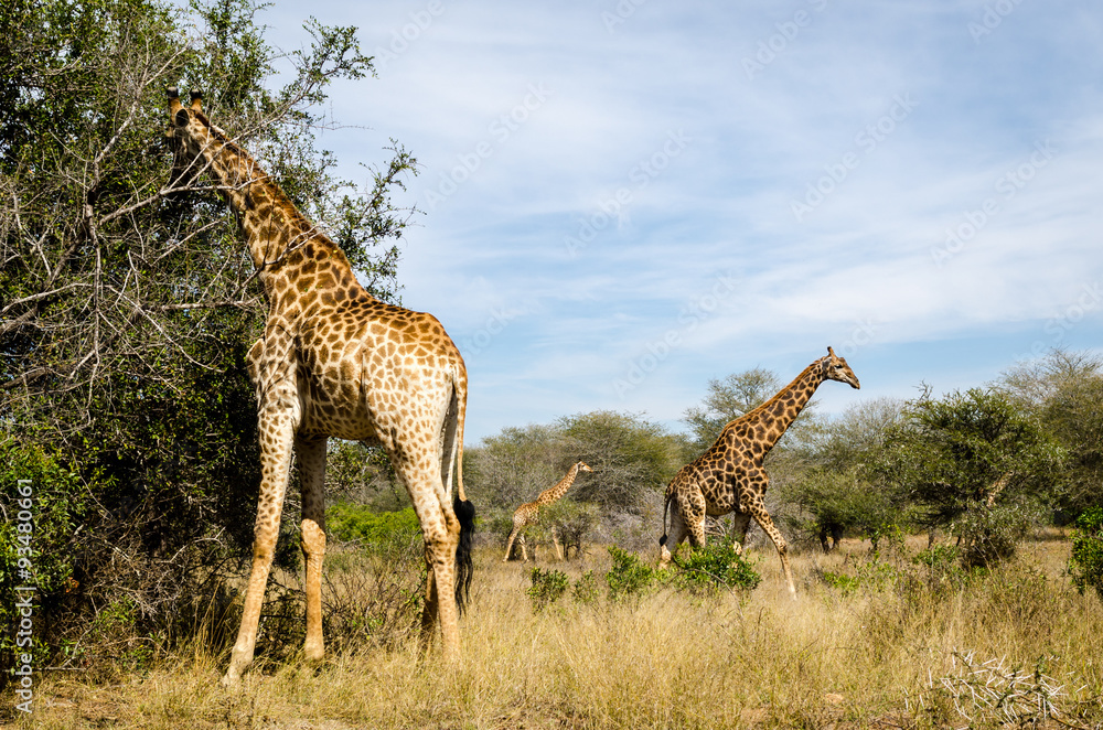 Fototapeta premium Giraffe - Kruger park - Sudafrica