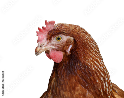 Brown head hen isolated