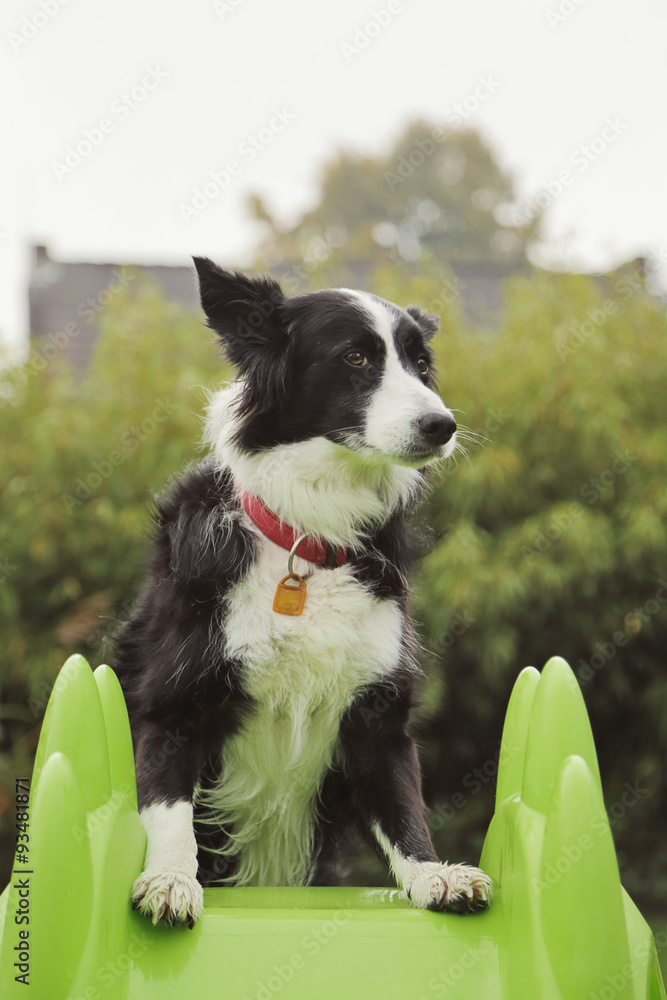 Fototapeta premium chien Border Collie dans jeu extérieur enfant