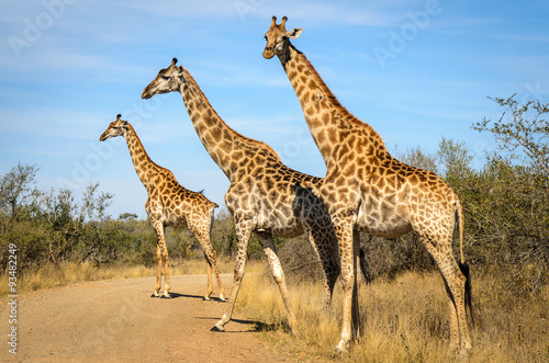 Giraffe - Kruger park - Sudafrica