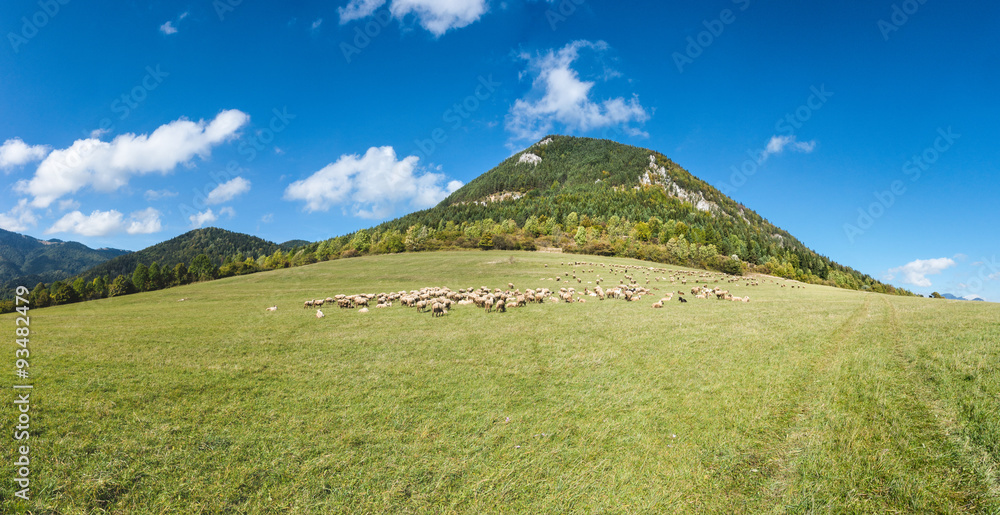 Fototapeta premium Herd of grazing sheeps on mountain pasture