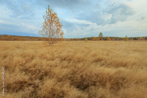 lonely birch in the field  golden fall dawn  before sunrise in the field  russian nature
