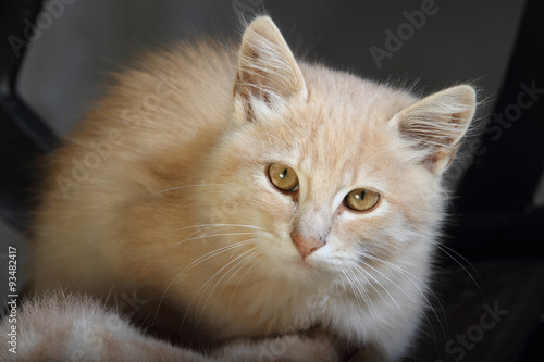 white and orange cat