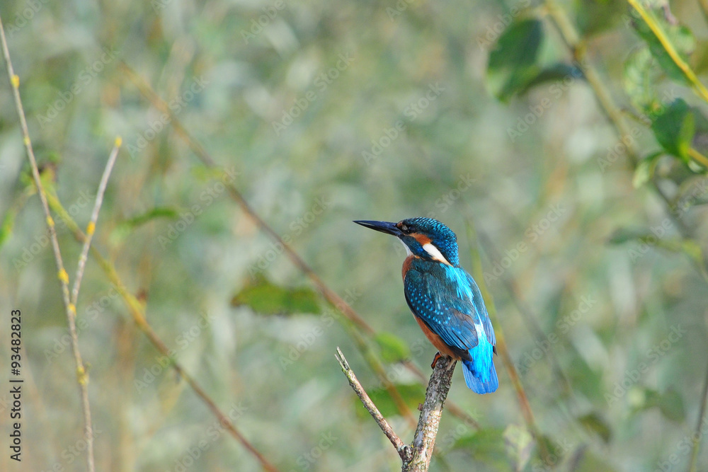 Eisvogel (Alcedo atthis) Eisvogel (Alcedo atthis)
