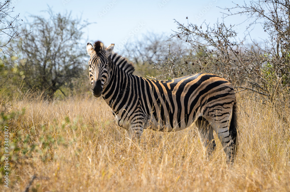 Fototapeta premium Zebra - Kruger park - Sudafrica