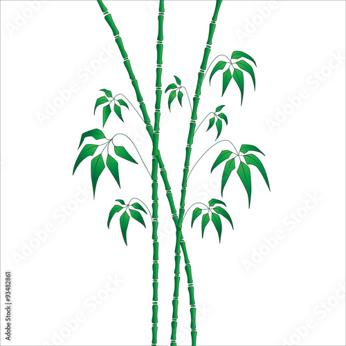 vector background green bamboo on white