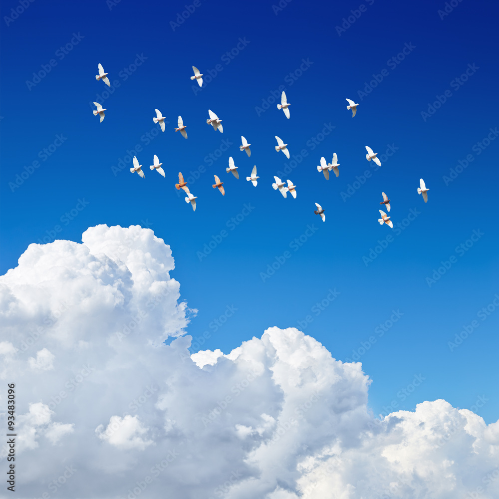 Obraz premium flock of pigeons flying in blue sky among the clouds