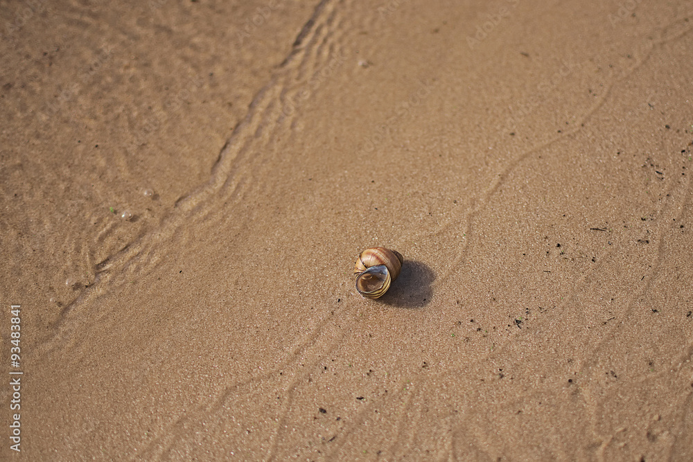 Lonely shell on the river bank – soft photo Lonely shell on the river bank – soft photo