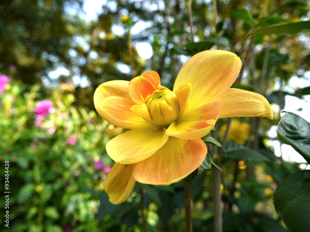 Fototapeta premium Original two colors