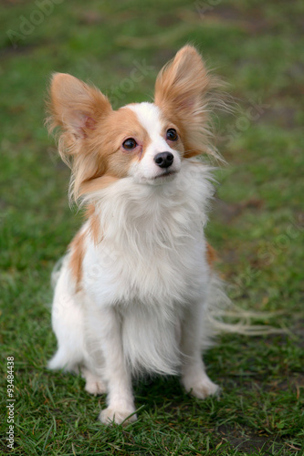Typical Young Papillon dog  in the garden