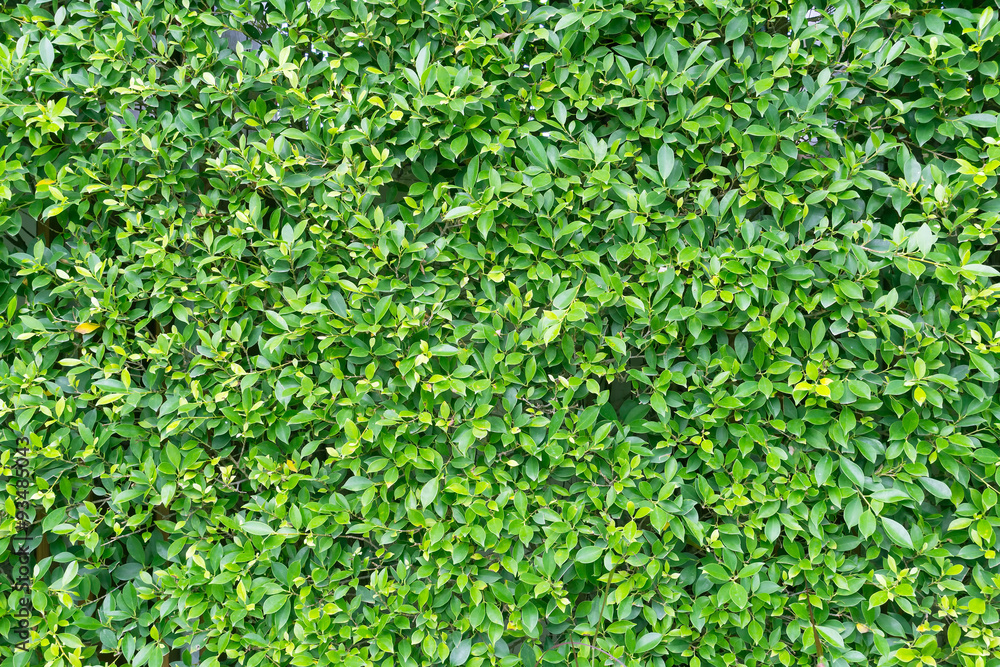 Green leaves wall background Green leaves wall background