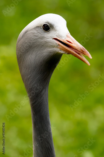 Grey heron head closeup