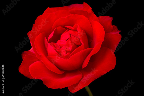 Fototapeta Naklejka Na Ścianę i Meble -  Red rose on black