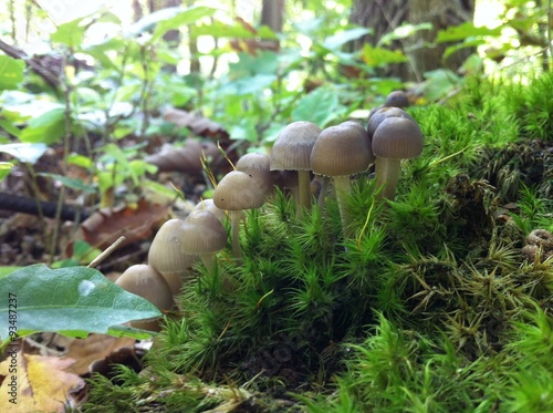 champignon nature bois foret
