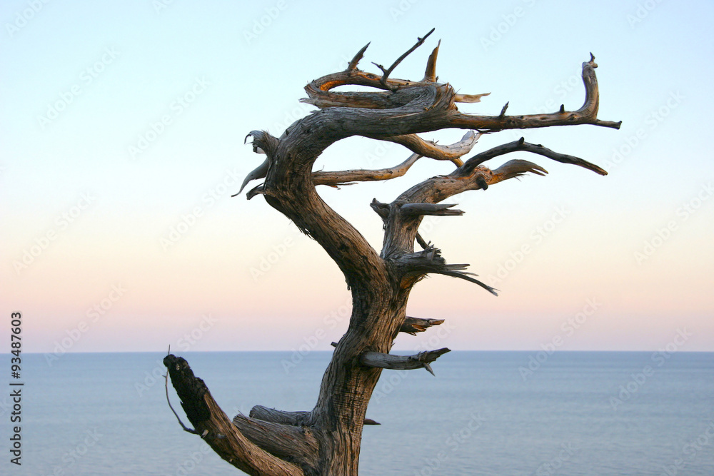 Dried juniper tree like a dragon against a background of calm se Dried juniper tree like a dragon against a background of calm se