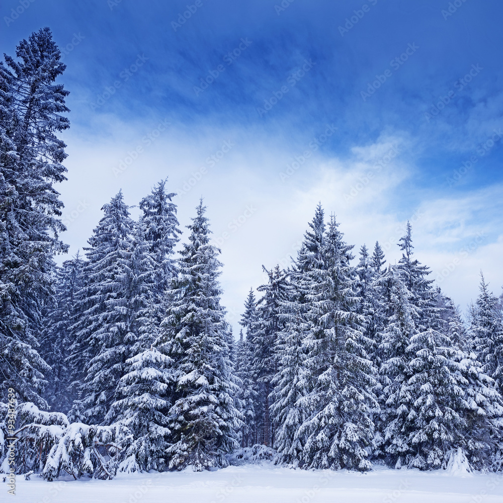 Naklejka premium winter landscape