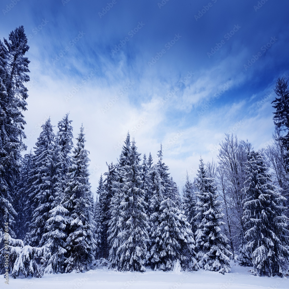 winter landscape winter landscape