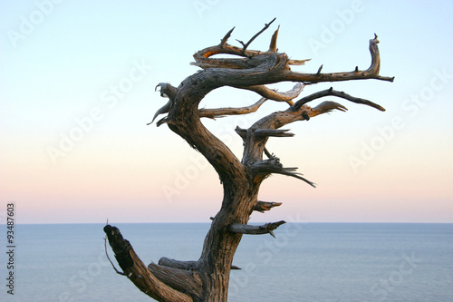 Dried juniper tree like a dragon against a background of calm se © zatvorniknik
