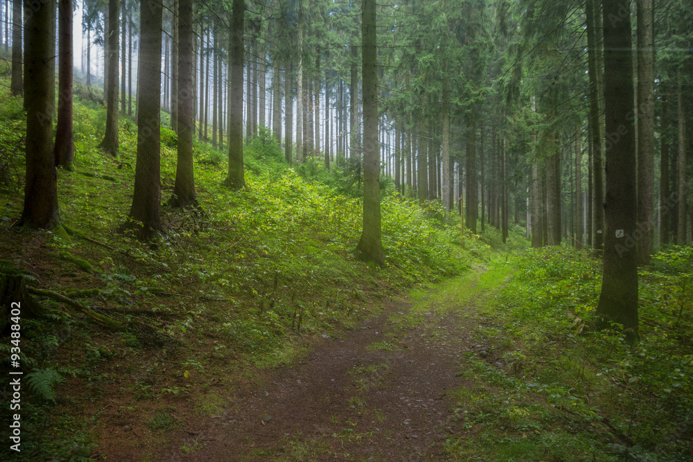 Obraz premium schöner Waldweg