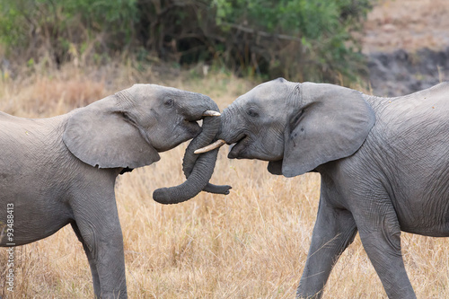 Two elephant greet with curling and touching trunks