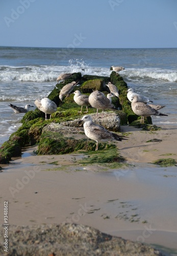 Mewa ,Plaża