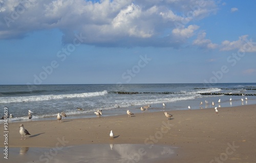 Mewa ,Plaża © 120iwonka