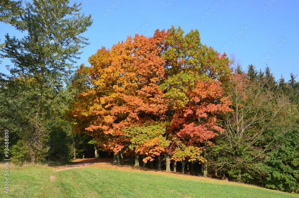 Naklejka premium Herbstlandschaft Mischwald