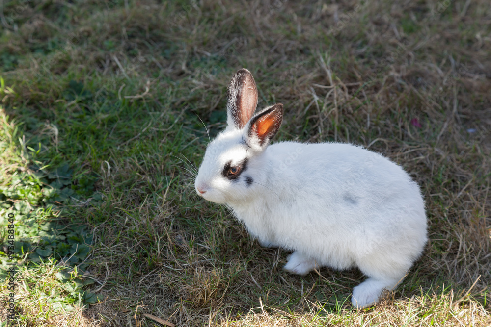 Fototapeta premium white rabbit