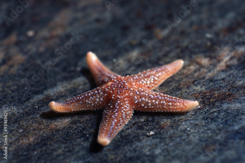 live starfish  sea life concept