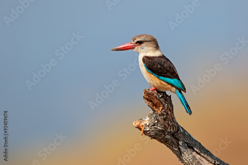 Foto A brown-hooded kingfisher (Halcyon albiventris), Kruger National Park, South Africa