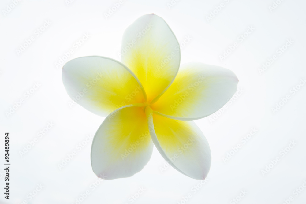 Naklejka premium Frangipani (plumeria) isolated on white background. 