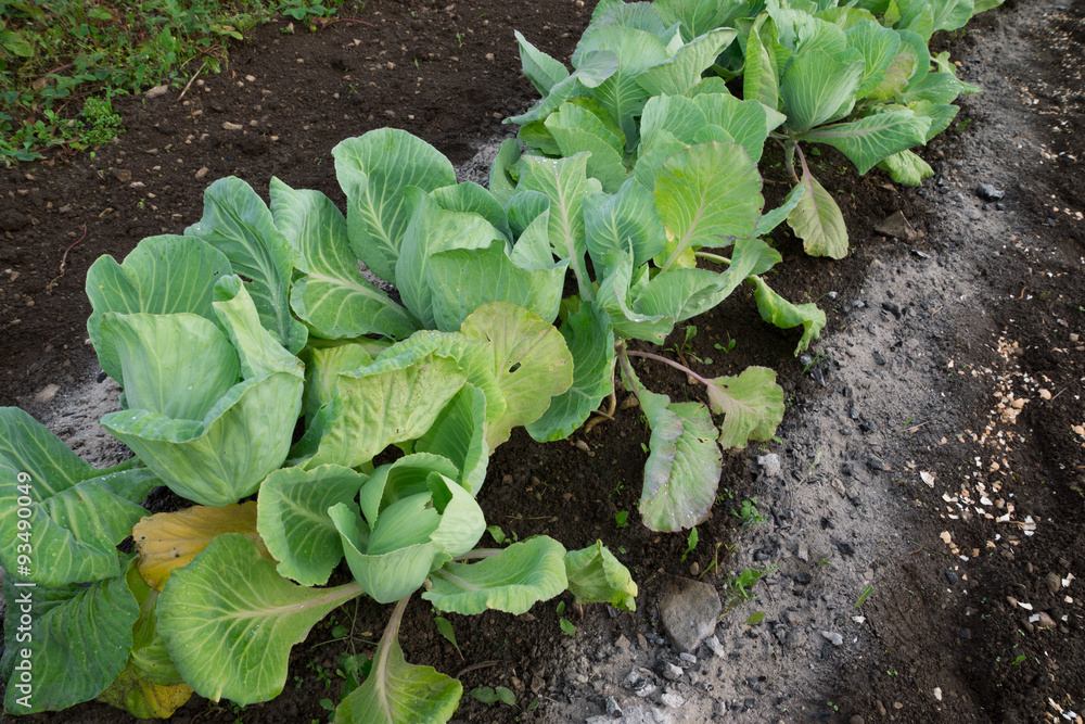 Naklejka premium Growing white cabbage field.