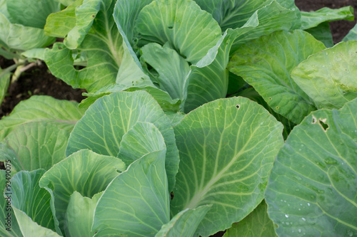 Close-up of a white cabbages with drops of water on leaves.