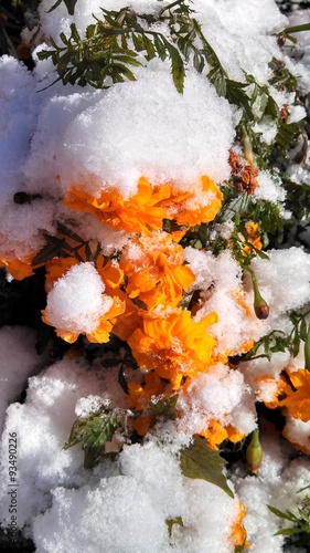 frozen flowers