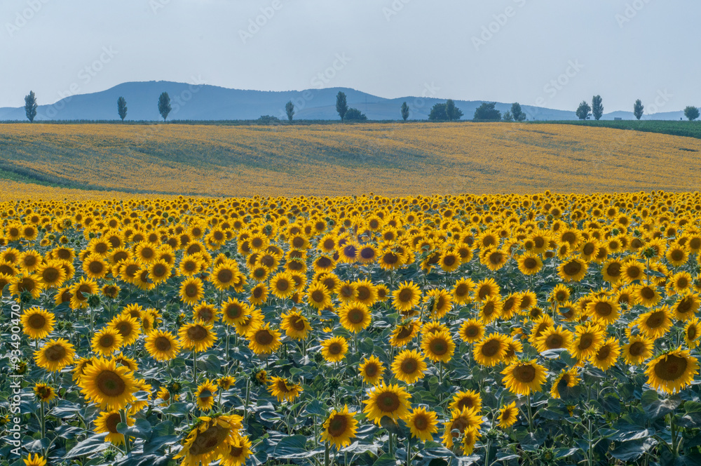 Obraz premium Sunflower field
