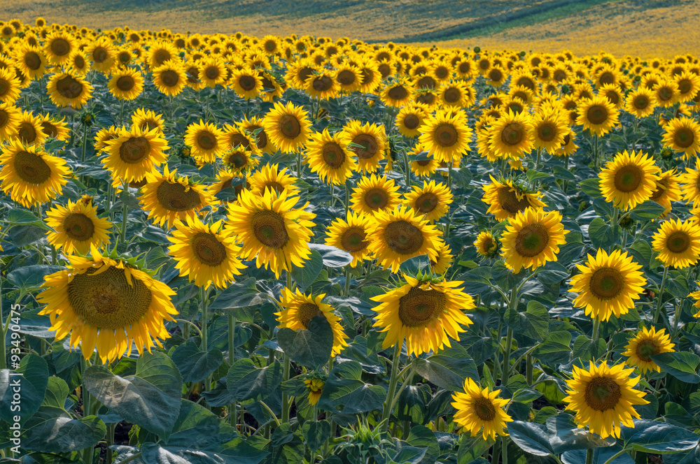 Obraz premium Sunflower field