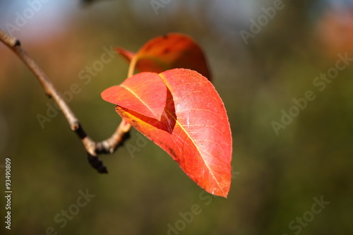 Red autumn leaves on the branch , big and small