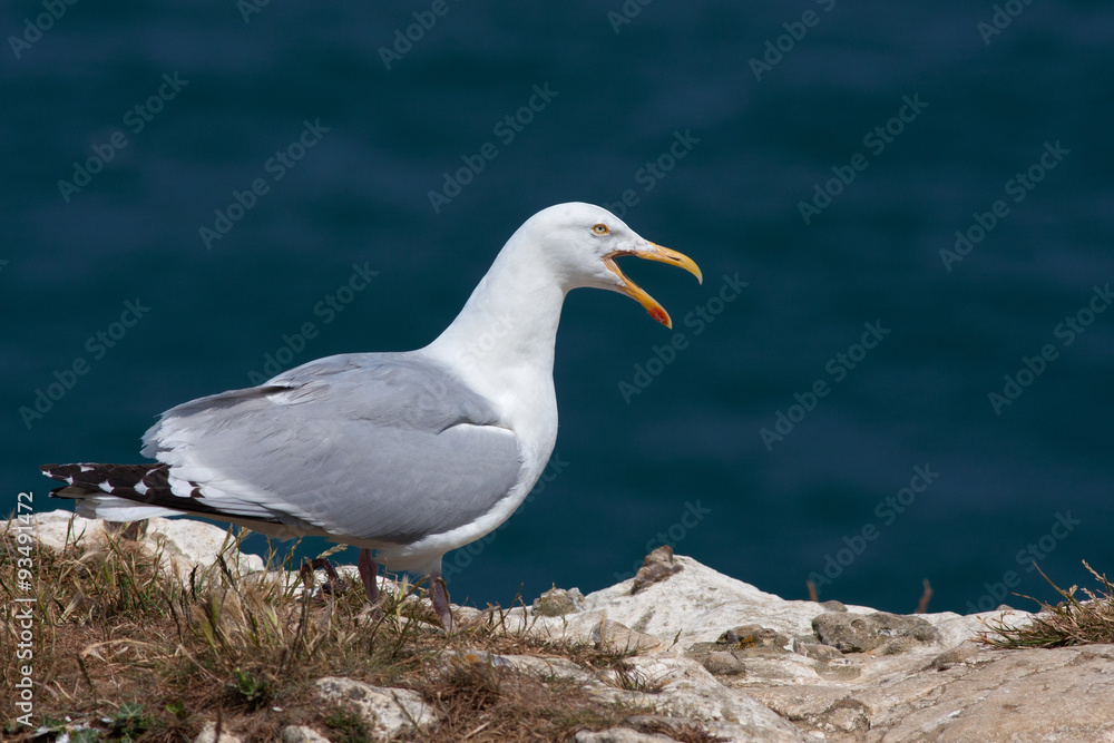 yellow-legged gull , Larus michahellis, on the rocks yellow-legged gull , Larus michahellis, on the rocks