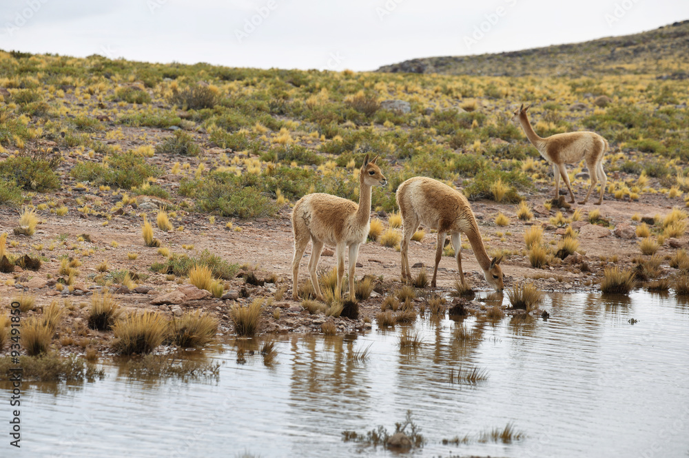 Fototapeta premium Vicunas in the meadows of Atacama region