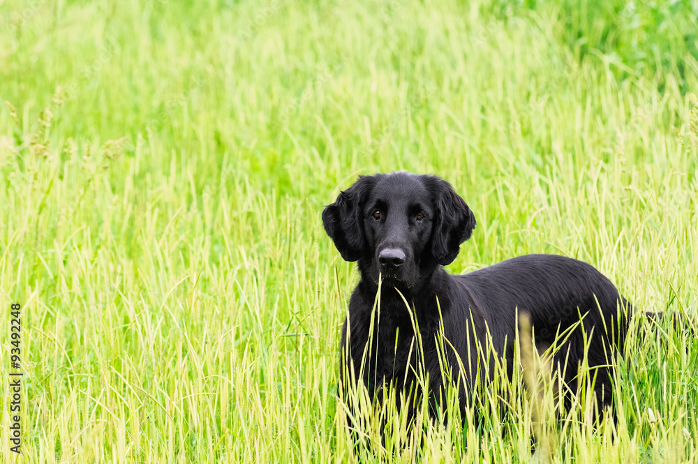 Flat-coated Retriever Rassehund bei der Suche Flat-coated Retriever Rassehund bei der Suche