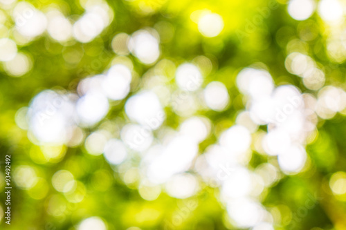 green bokeh from tree